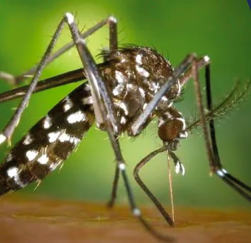 sr.mosquito