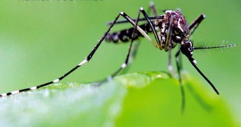 sr.mosquitos1