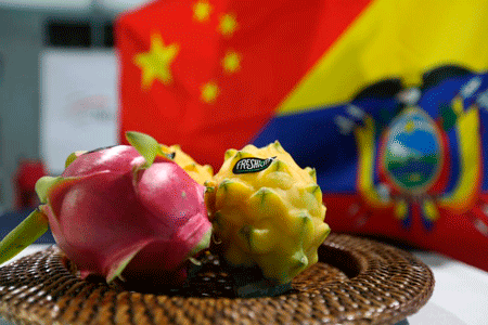 sr.pitajayaexportacion