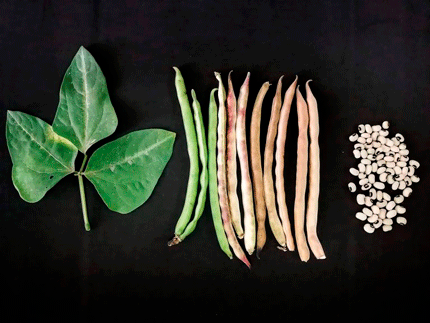 sr.utplinvestigacion